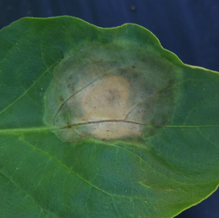 The pathogen can also cause symptoms on leaves which are circular in shape, garnish-brown in color, white in center during early stages and water-soaking.