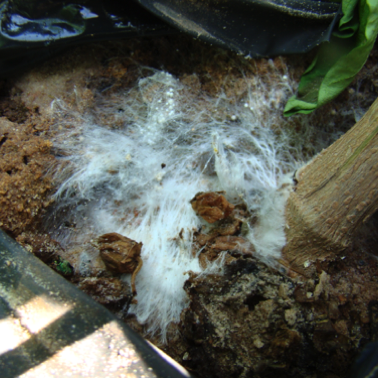 The fungal pathogen can often be seen growing as a white mycelial mat growing on the stem and the surrounding soil. The mycelia will develop sclerotia which are light tan to dark brown pathogen.