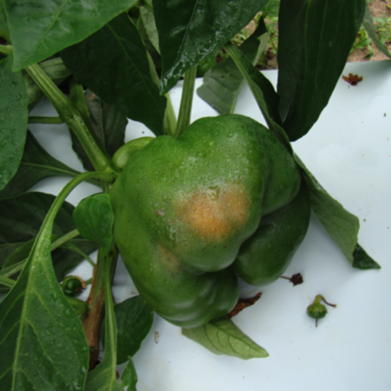 The exposed fruits start small patch of discolored section. The fruit tissue will become soft and wrinkled. Affected fruits will form sunken dead areas on sides exposed to the sun.