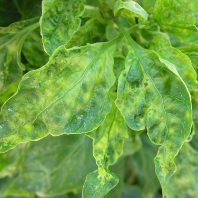 Tomato spotted wilt symptoms on pepper include chlorosis of leaves and blotches of green tissue. The disease can cause major damage on all peppers.