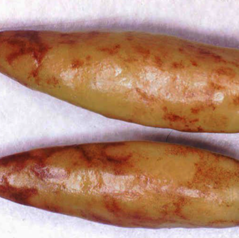A chills pepper with necrotic patterns. The disease can cause severe damage to peppers in spring production in Florida and in rare cases in fall season.