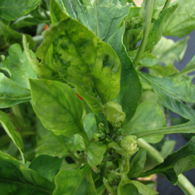 Leaves may become twisted and distorted. The severity and appearance of symptoms may vary depending on the pepper cultivar, the plant age, virus isolate, and environmental factors.