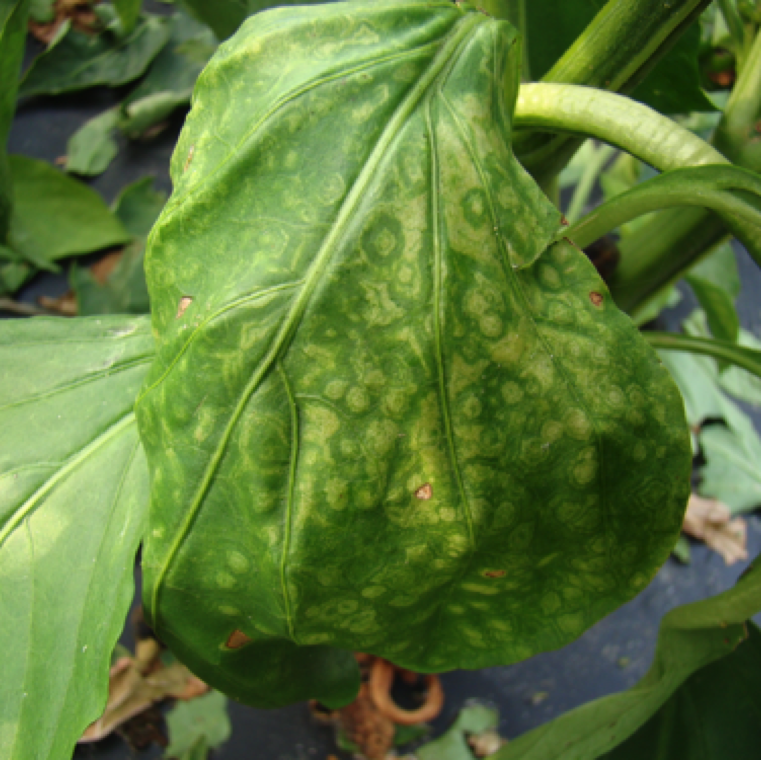 Leaves of infected plants may also develop chlorotic or necrotic ring spots. This is a symptom that can be very commonly seen on tomatoes also infected with the virus.