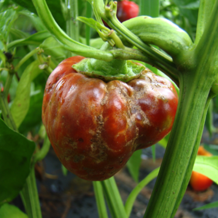 Symptoms on fruits are particularly evident as they ripen. This picture is a smaller sized bell pepper with bulging on the fruit due to severe TSWV infection.