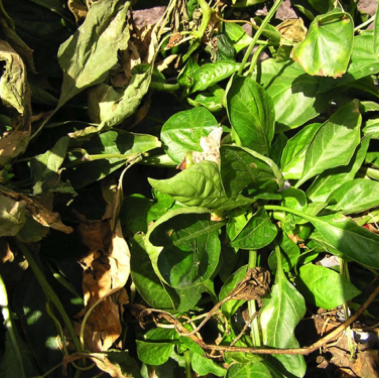 Severe wilting of the plants is a symptom of white mold infection on pepper. The plants will not have bacterial streaming as in case of bacterial wilt.