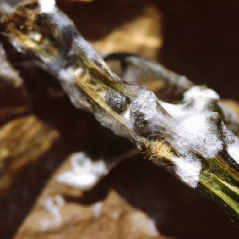 Cut stem of the pepper plants may have black sclerotia which are protective survival structures of the fungus. The white fluffy mycelium can be also noticed.