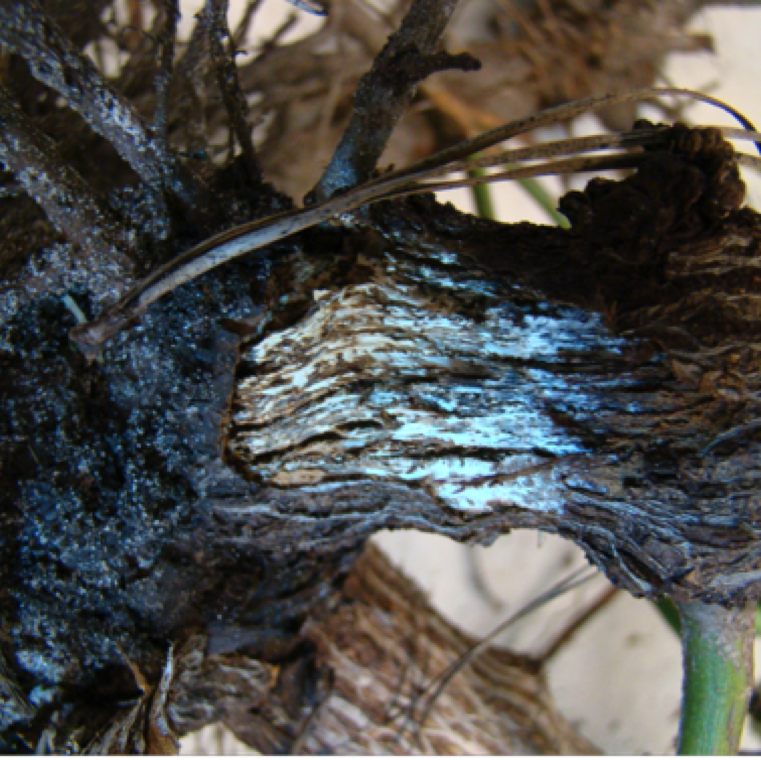 Armillaria stem rot is characterized by white mycelium by the bark region. The plants will get severely stunted due to this disease.
