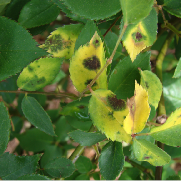Black spot is the most serious disease on roses in Florida. Various genotypes of M. rosae, i.e isolates that infect a specific cultivar or group of cultivars, are currently present.