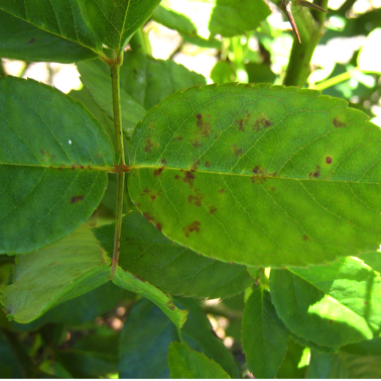 The black spot symptoms start as small black spots on the upper surface of the leaves. Lesions can vary in size on the leaf surfaces.