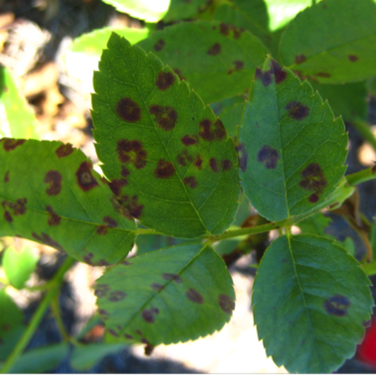 These spots may have unique feathery borders. The leaves subsequently turns yellow around the black spot lesions finally leading to severe defoliation.