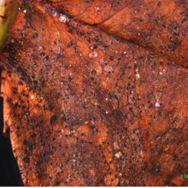 The defoliation usually starts on the lower parts of stems and gradually moves higher. Spots can also be found on peduncles, fruits, and sepals if the infection is severe.