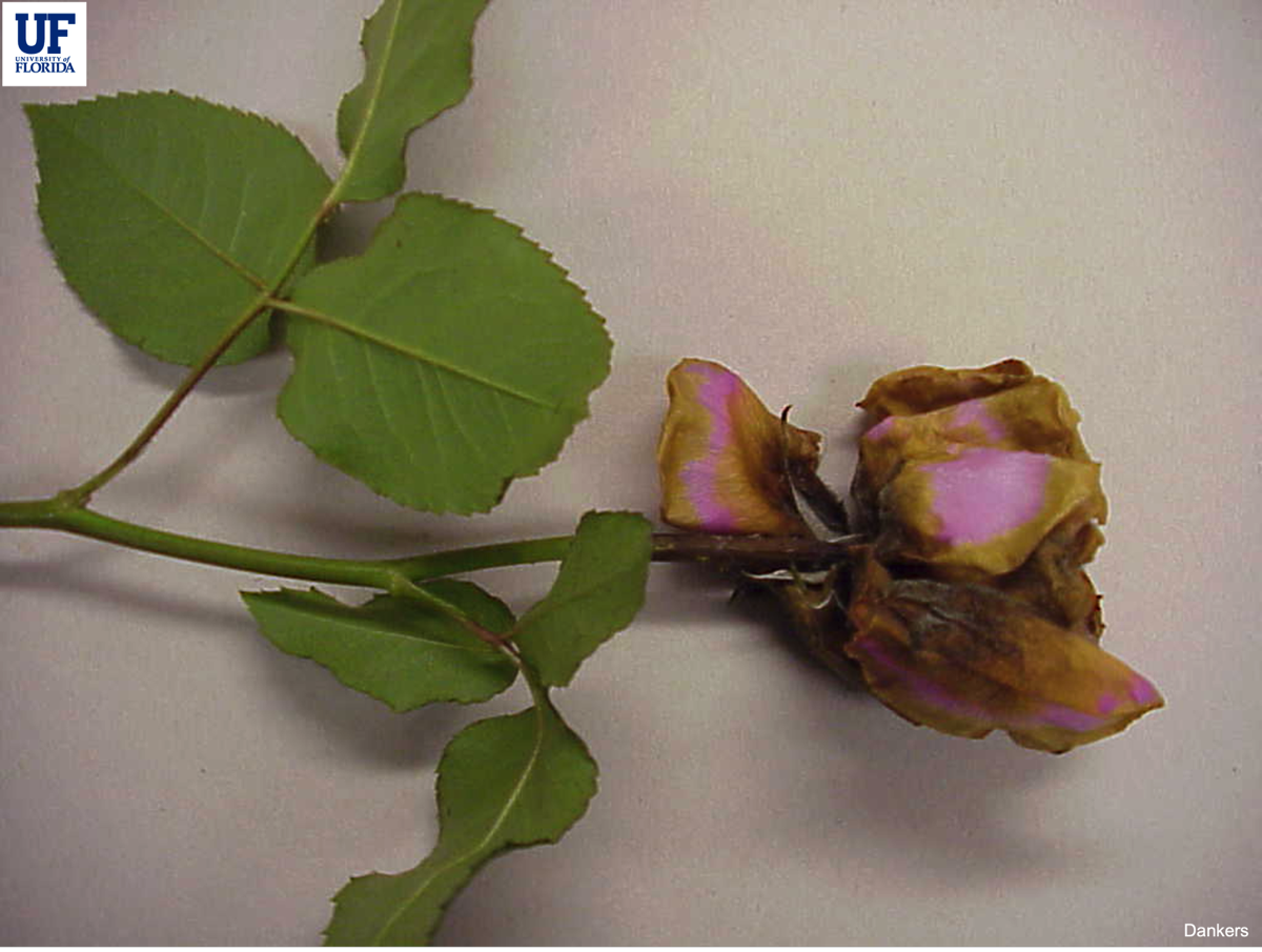How to Open Rose Buds Instantly