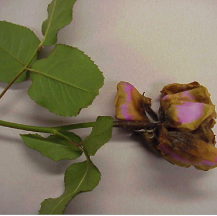 Symptoms are light-colored spots on rose petals; these spots quickly turn to brown blotches. Infected buds fail to open, and discoloration may extend down the stem. Development of a slimy, gray-brown mold follows, concluding with rotting buds.