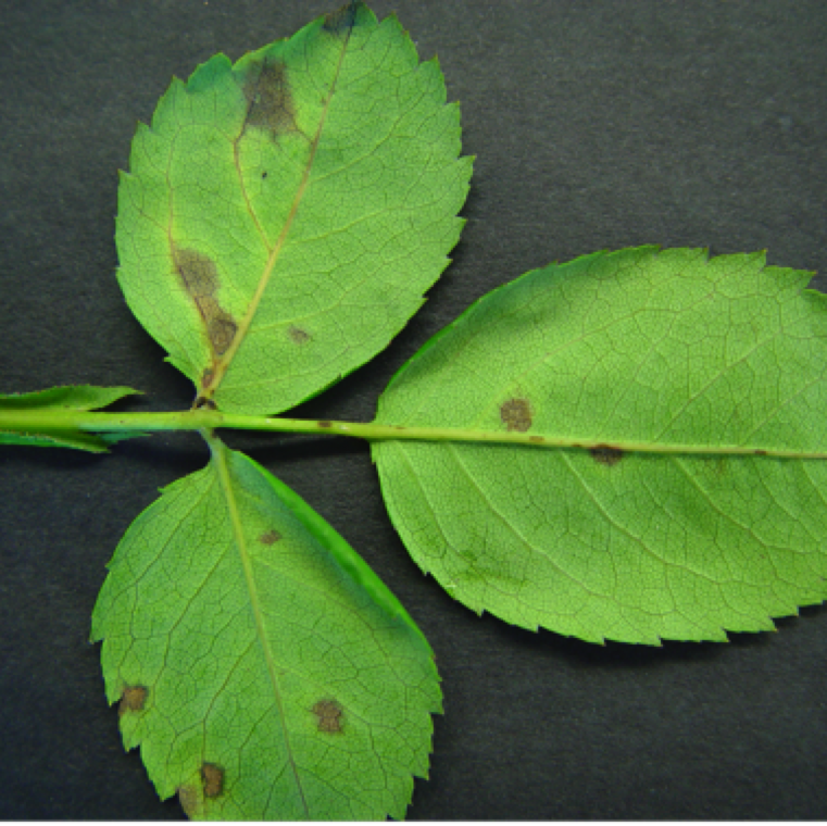 Lesions on the underside of the leaves.