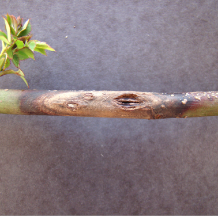 The tissue within the canker region normally dries out, and numerous fungal conidia may be present. Numerous fruiting bodies of the fungus (pycnidia) can be found inside the cankerous region.