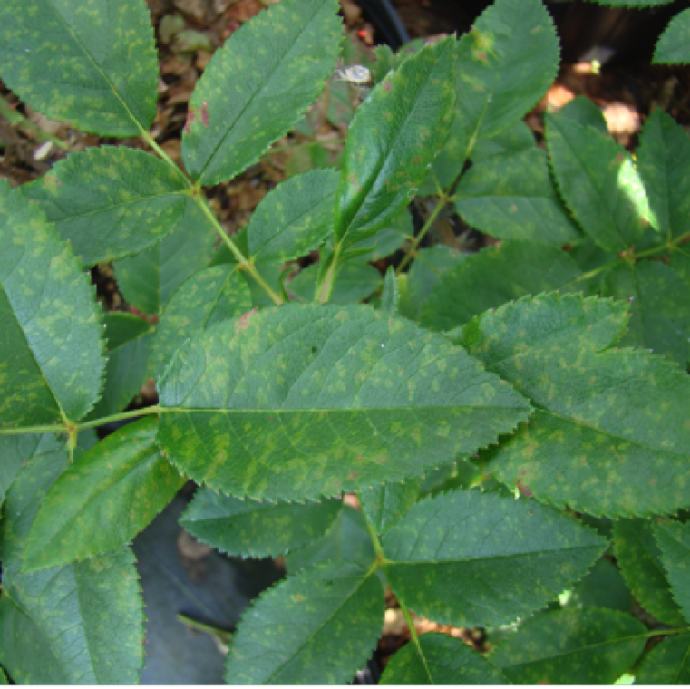 Downy mildew starts as small angular yellow spots on the leaves.