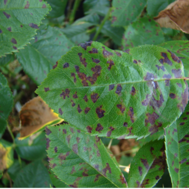 The yellow angular spots will turns purple in color. At the advanced stage of the infection brown dead areas can be sen within the purplish blotches.