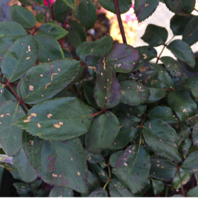Flea beetles feed on rose leaves causing causing white patches on tissue, and can cause the center of the affected area to break off.