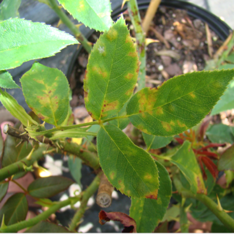 Advanced yellowing, and powdery formation on upper and lower side of the leaves can lead to burned appearance and defoliation.