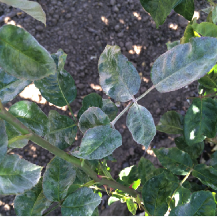 As the name indicated a white layer of talcum like growth can be observed on upper side of the leaves sometime covering the whole plant.