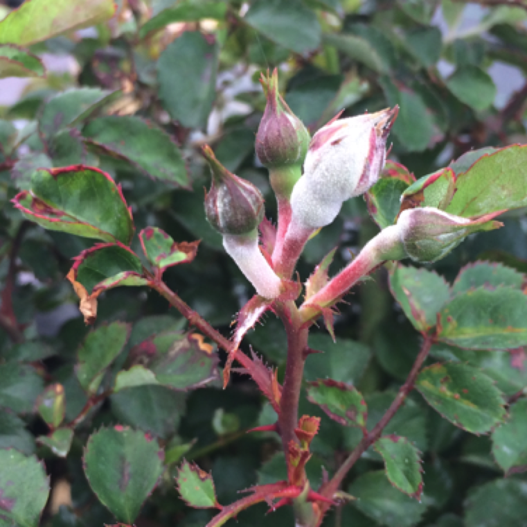 Symptoms of white growth can also be seen in other plant parts including flower buds.
