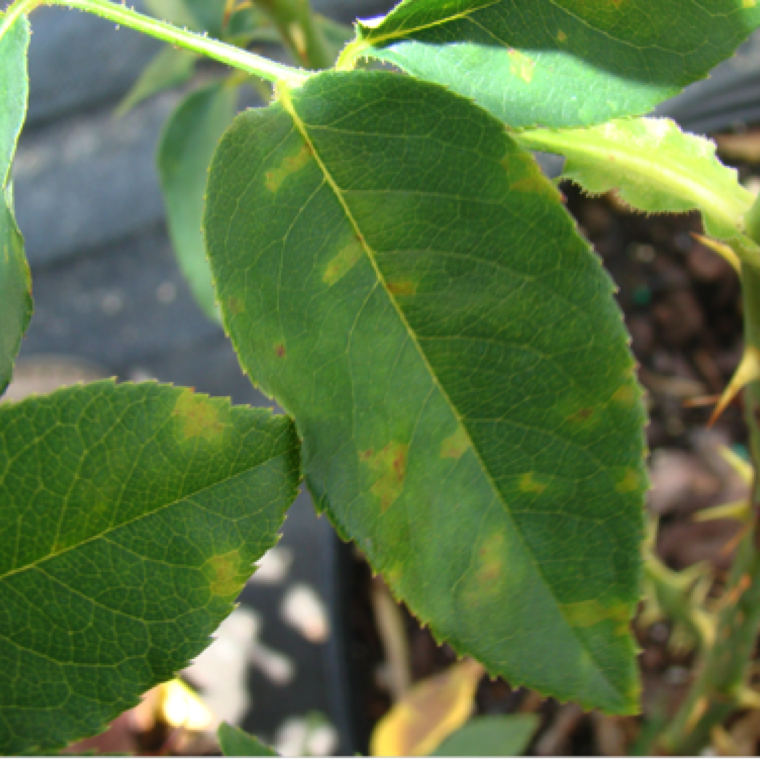The first symptom is usually noticed on lower leaves are vein-limited yellowing of the leaves.