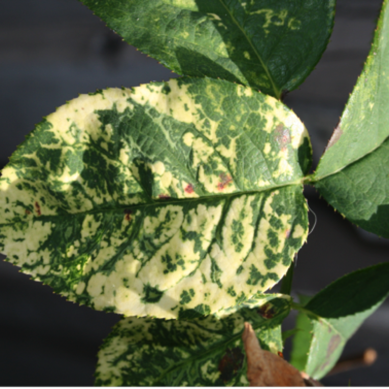 The symptoms of rose mosaic are highly variable. These symptoms may appear only occasionally, depending on weather and plant growing conditions. Chlorotic patterns showing bleached appearance of the leaves are common.