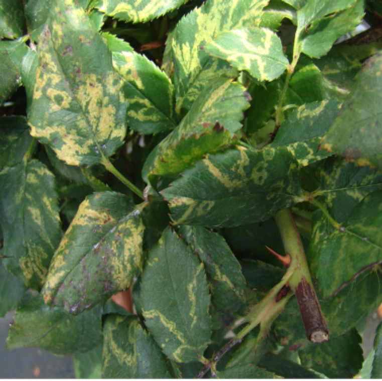 Ring spots can also be commonly seen in case of the disease. Viruses associated with rose mosaic disease can reduce flower production and plant growth and shorten plant life-span.