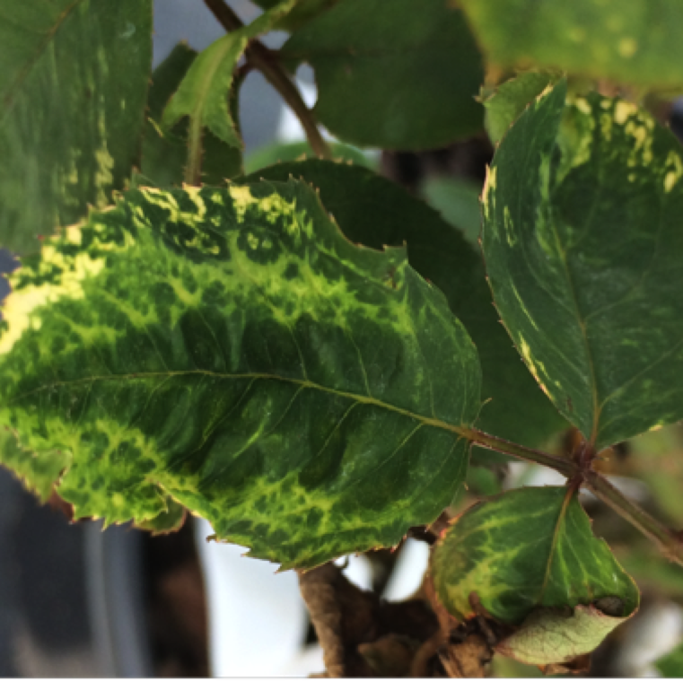 The symptoms can be seen on entire leaf, or sections of leaves, and can show bumpy features with chlorotic sections on the leaves.