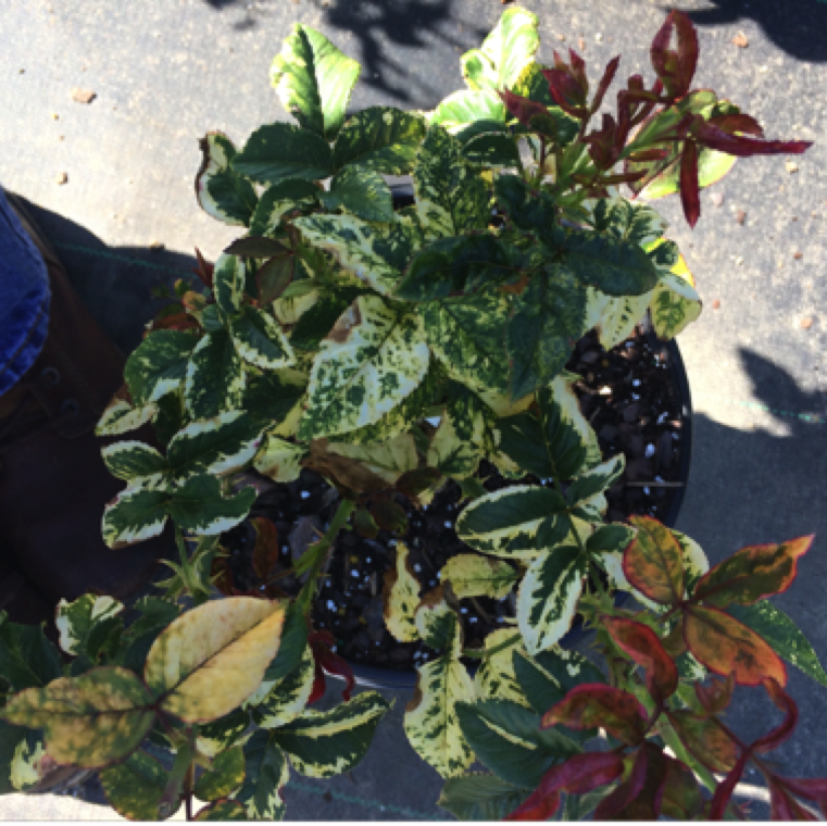 Severe rose mosaic symptoms on all new leaves from plants pruned in a commercial nursery.