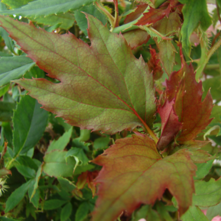 Unusual leaf shape on plants with rose rosette disease.