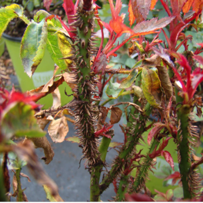 Severe thorn proliferation is a symptom of the disease. Some rose varieties have natural thorn proliferation, however that tends to be consistent across branches and not as numerous as seen in this picture. In some cases plant stress due to environmental conditions can also cause this symptom.