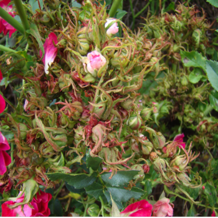 A set of flower buds that are severely distorted due to the disease. The plant and flower quality is fully affected at this stage.