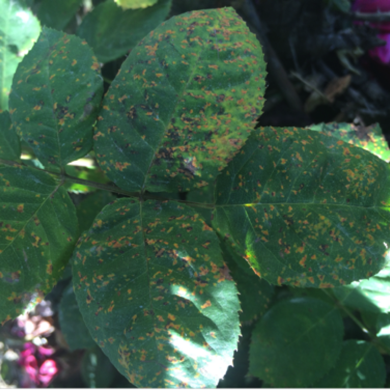 Rust disease first shows as yellowing of lower leaves and mostly commonly seen in mild temperature conditions. The disease can also distort the stem.