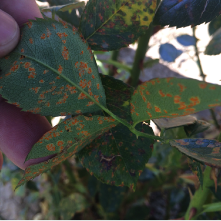 Orange and black spots can be observed on both upper and lower side of the leaves. The disease is only rarely seen in Florida. The pathogen favors milld temperatures and wet conditions.