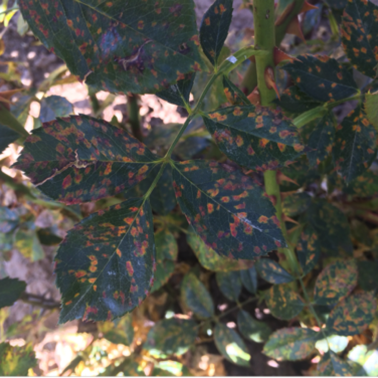 The leaves can have severe burned appearance. The pathogen can survive in leaf debris and dead stem and reinfect plants during the next season.