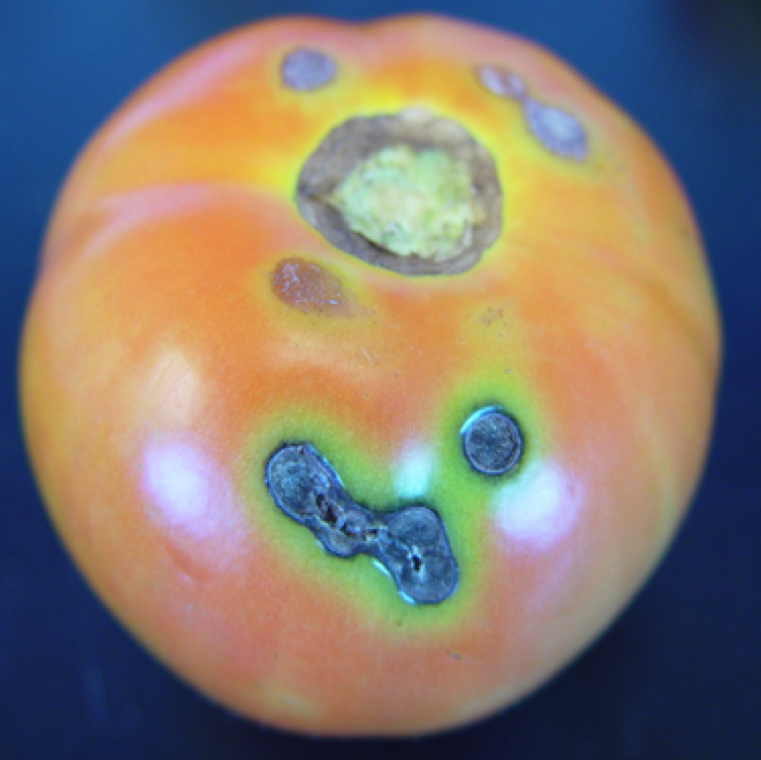 Fruit symptoms can be circular or oval lesions on green and ripe fruits. The lesions are sunken, can coalesce and have yellow/green discoloration on ripe fruits.