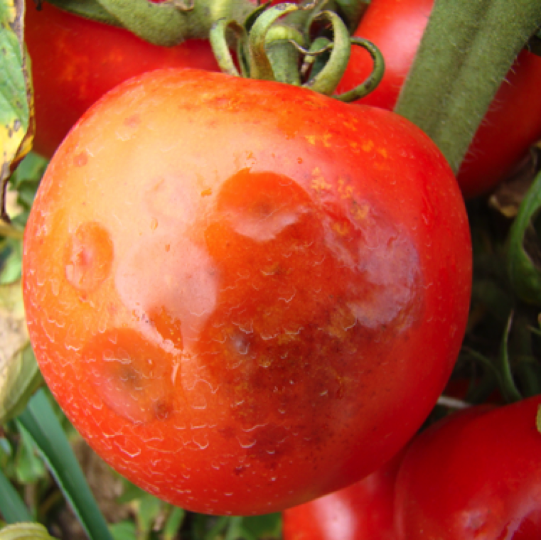 Fruit symptoms can only be seen on ripe fruits as small sunken circular lesions. The lesion center turns tan as it ages and it forms small dot like structures (microsclerotia).