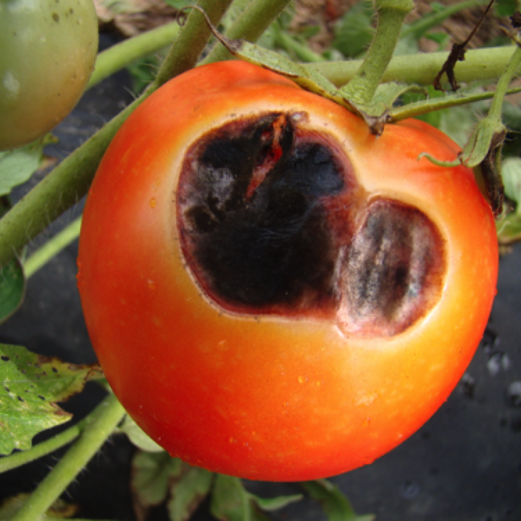 The lesion centers enlarges as large lesions and can expand large sections on the fruit. Infections can also happen on stems, and leaves and roots can have have brown lesions and microsclerotia.