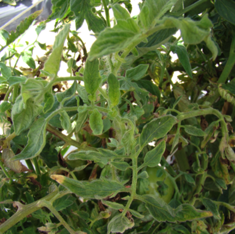 Severe infestation of aphids can cause yellowing and blighting of leaves. Infestation tends to be on the edge of the plots.