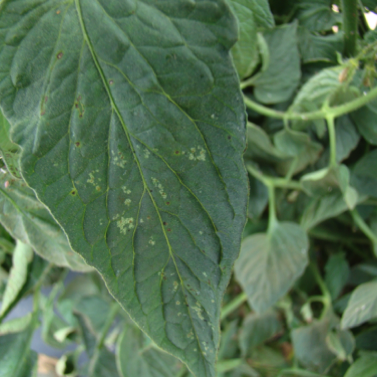 Early stage symptom of aphid feeding include small spots with silver color on the upper side of the leaves.