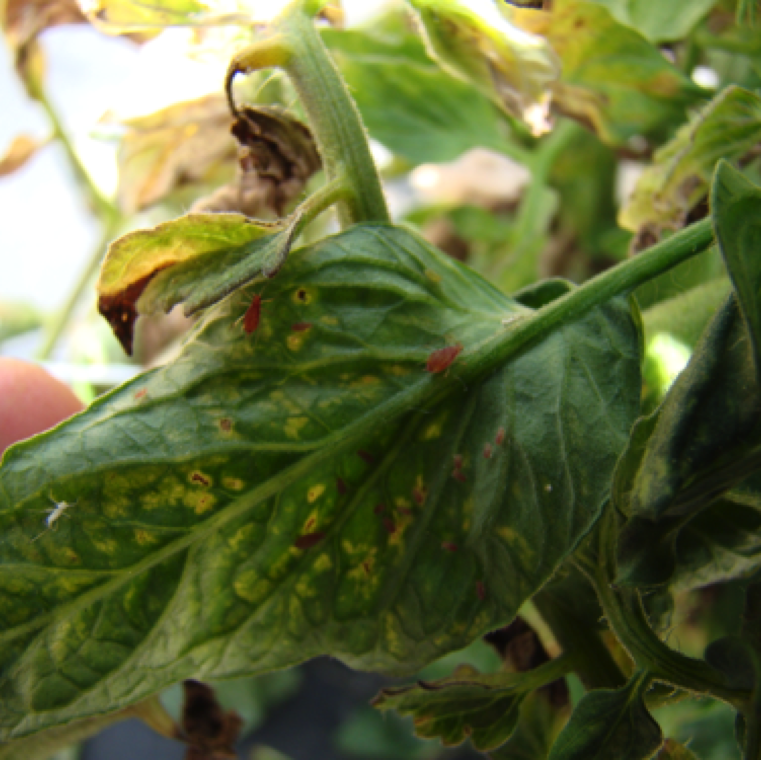 Aphid feeding can cause severe damage to plants including yellow spots on leaves and blighting.