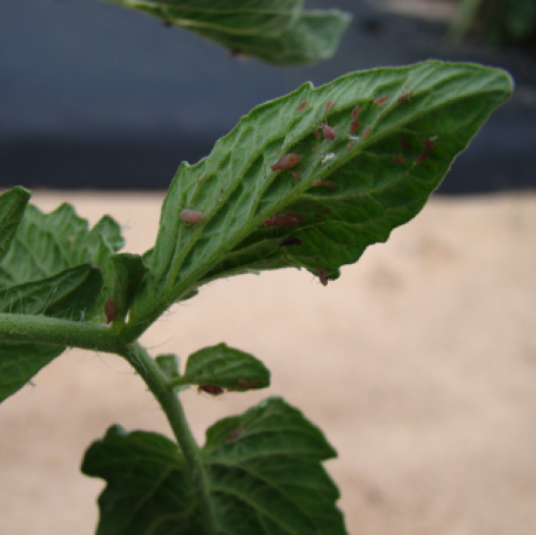 Aphid adults and cast skin can be seen on the underside of leaves and in severe infestation can also been on stem.