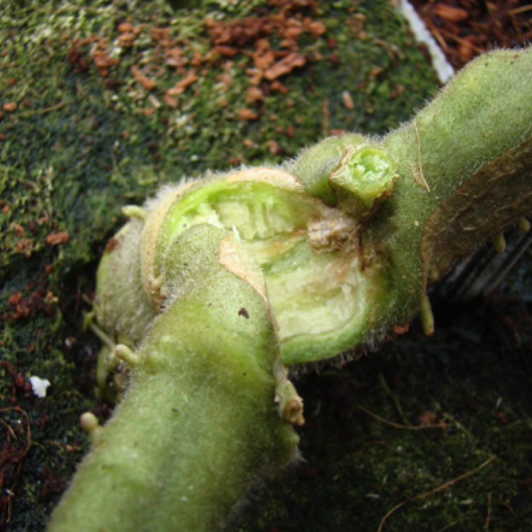 Vascular discoloration on a grafted tomato at the graft union with two trained branches to the sides. Contamination of the pathogen during grafting from grafting knives can be an issue in production.