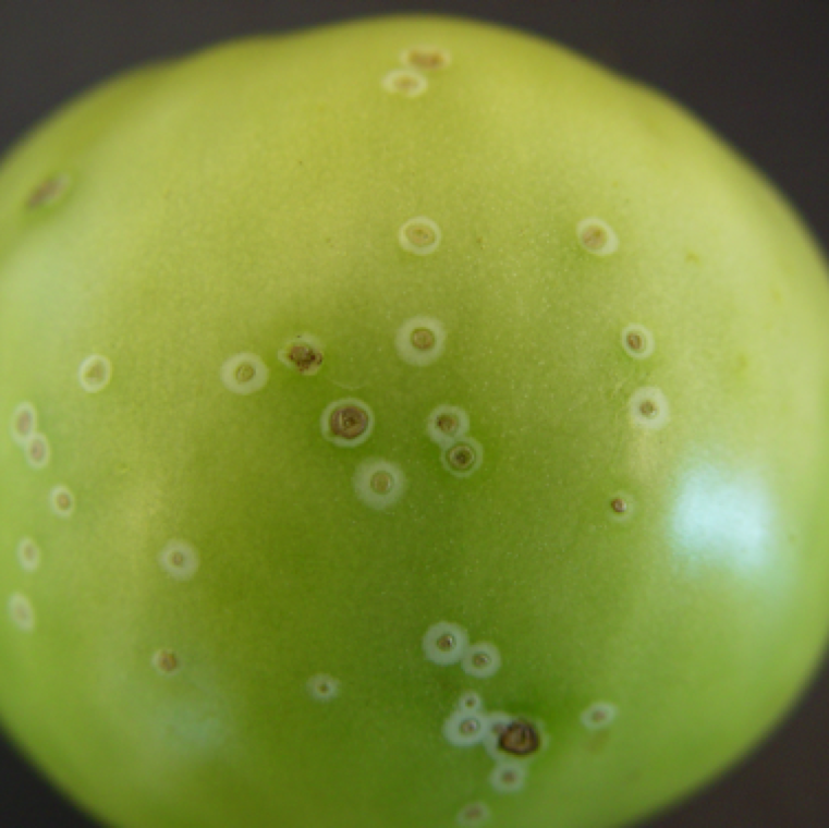 Lesions on the fruits has a bird’s eye appearance with small white lesions which further develop into brown scabby lesions. This is a characteristic symptom of the disease.