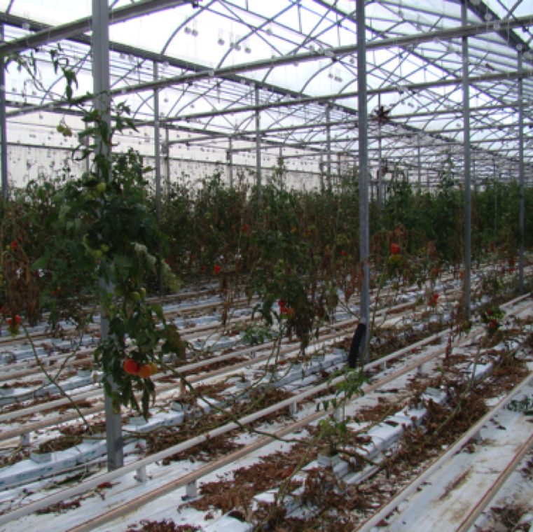 Bacterial canker can spread rapidly and progressively affecting large sections of tomatoes with complete death of the plants as seen in this greenhouse operation.