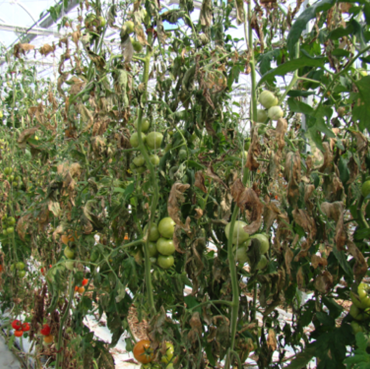 Severe leaf blighting in a greenhouse production where the spread of the disease has been attributed to the use of contaminated grafted plants following by spread through use of clippers.