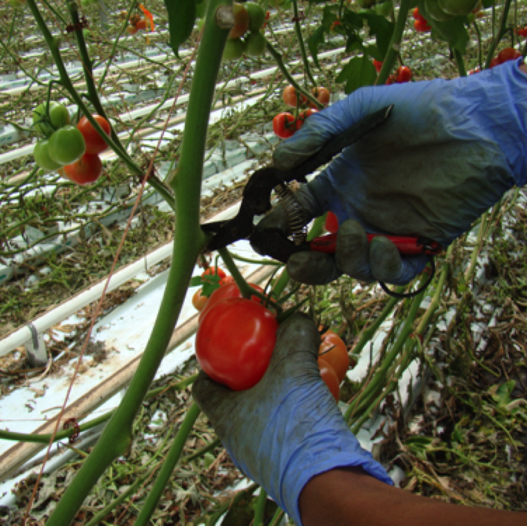 Removing suckers and fruits using clippers and pruners, and non-sanitation between use is a major mode of spread of the disease from plant to plant.
