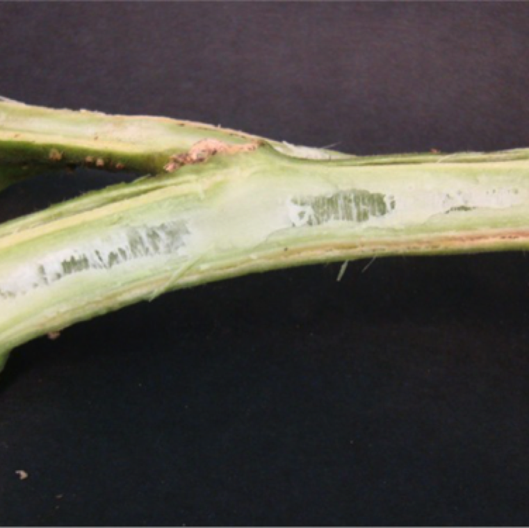 Infected plants when cut open will have discoloration of the vascular system and early stages of cankerous stem section formation can be noticed at nodes.