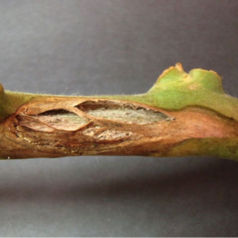 Cankerous stem on an infected tomato stem can be a characteristic symptom of the disease. But this symptom can be similar to those by some fungal diseases.